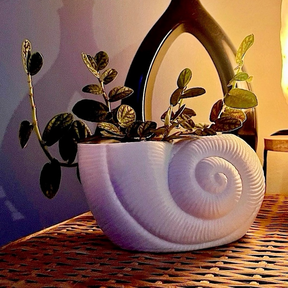 Seashell Planter